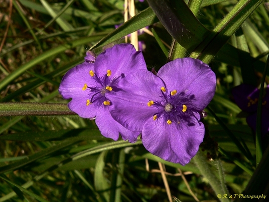{Tradescantia hirsuticaulis}